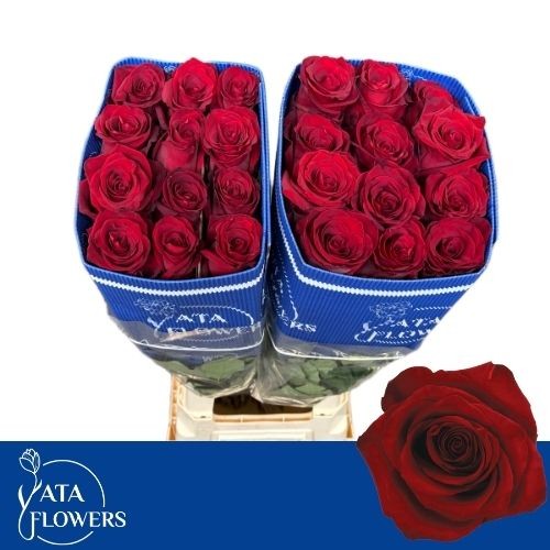 Роза од. Эксплорер 70 (красн.), шт.