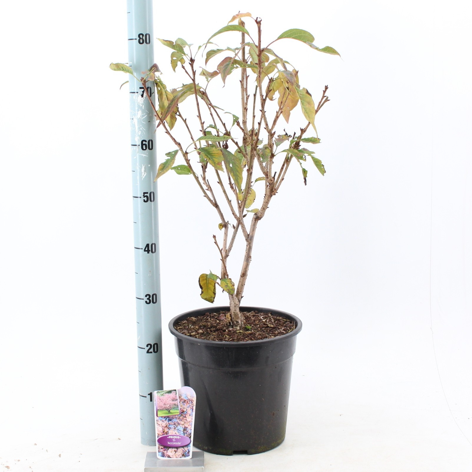 Prunus 'Accolade', D 29