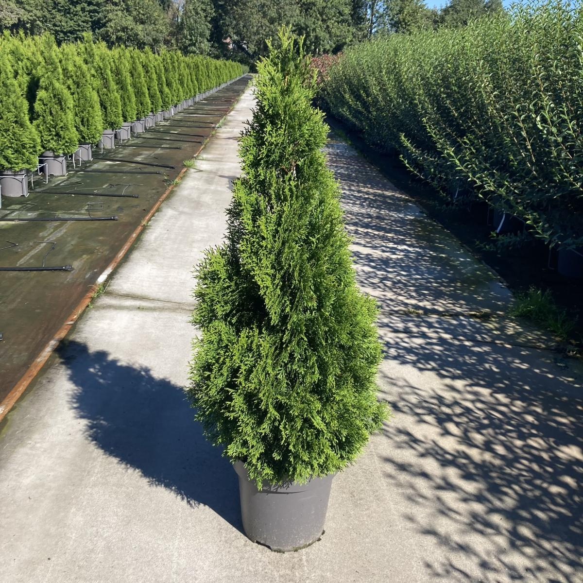 Thuja occ. 'Smaragd', D 32