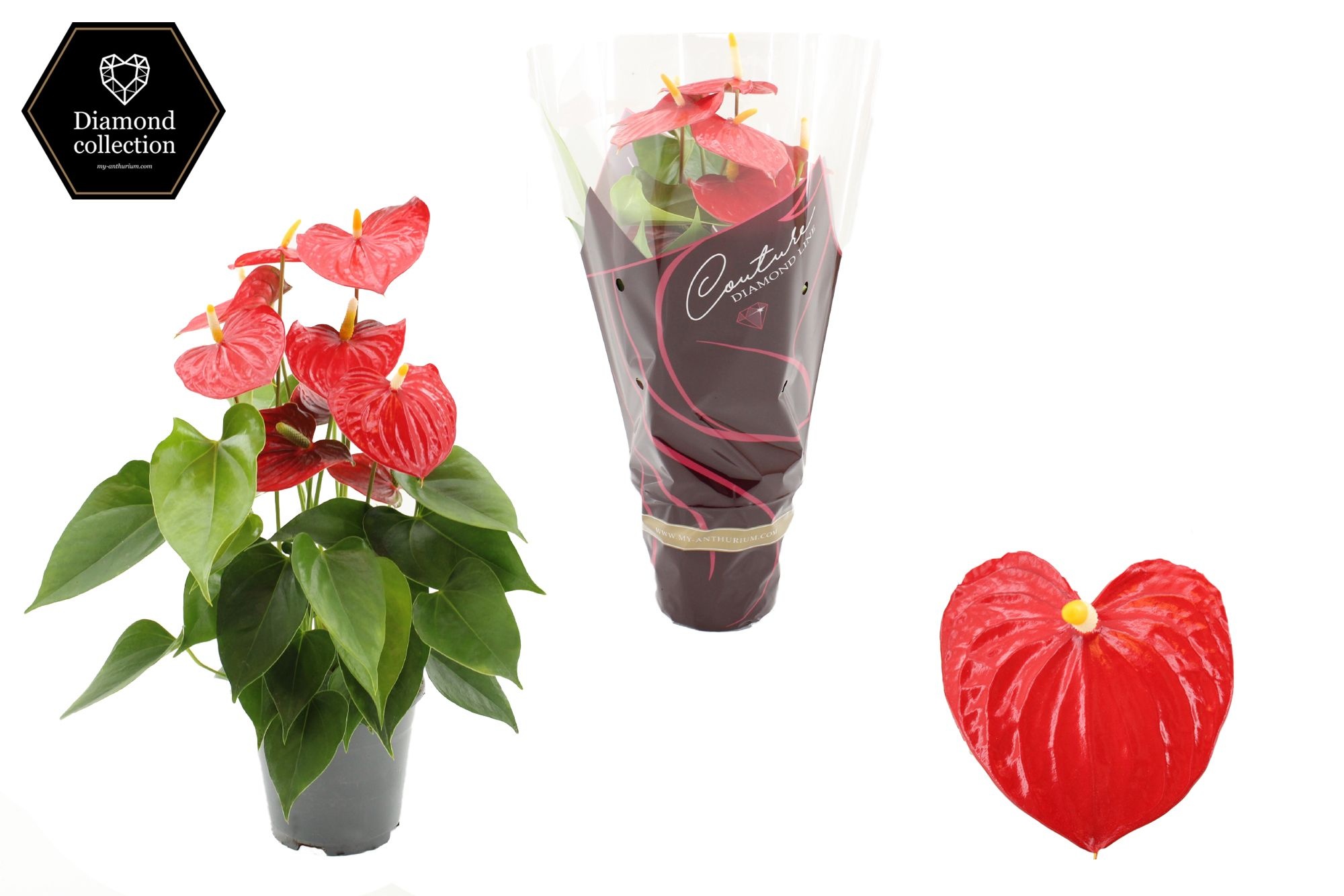 Anthurium 14 cm Esudo in Diamond Line Purple sleeve, D 14