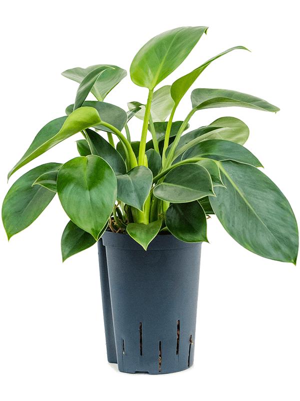 Philodendron 'Green Princess', D 15