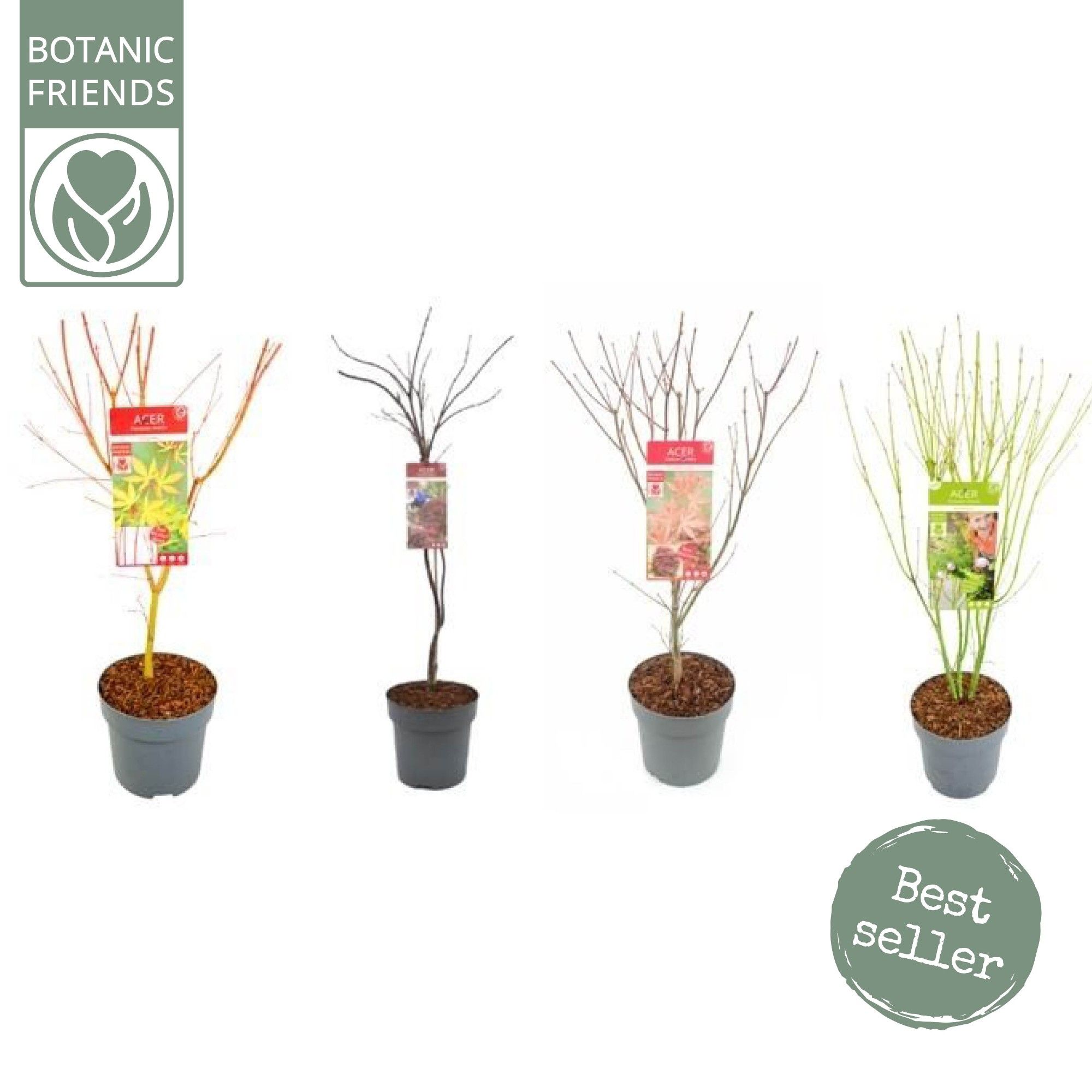 Acer palm. diverse mix, D 24