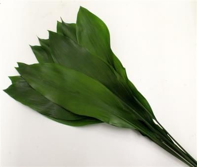 Аспидистра Элатиор 60 (зел.), шт.