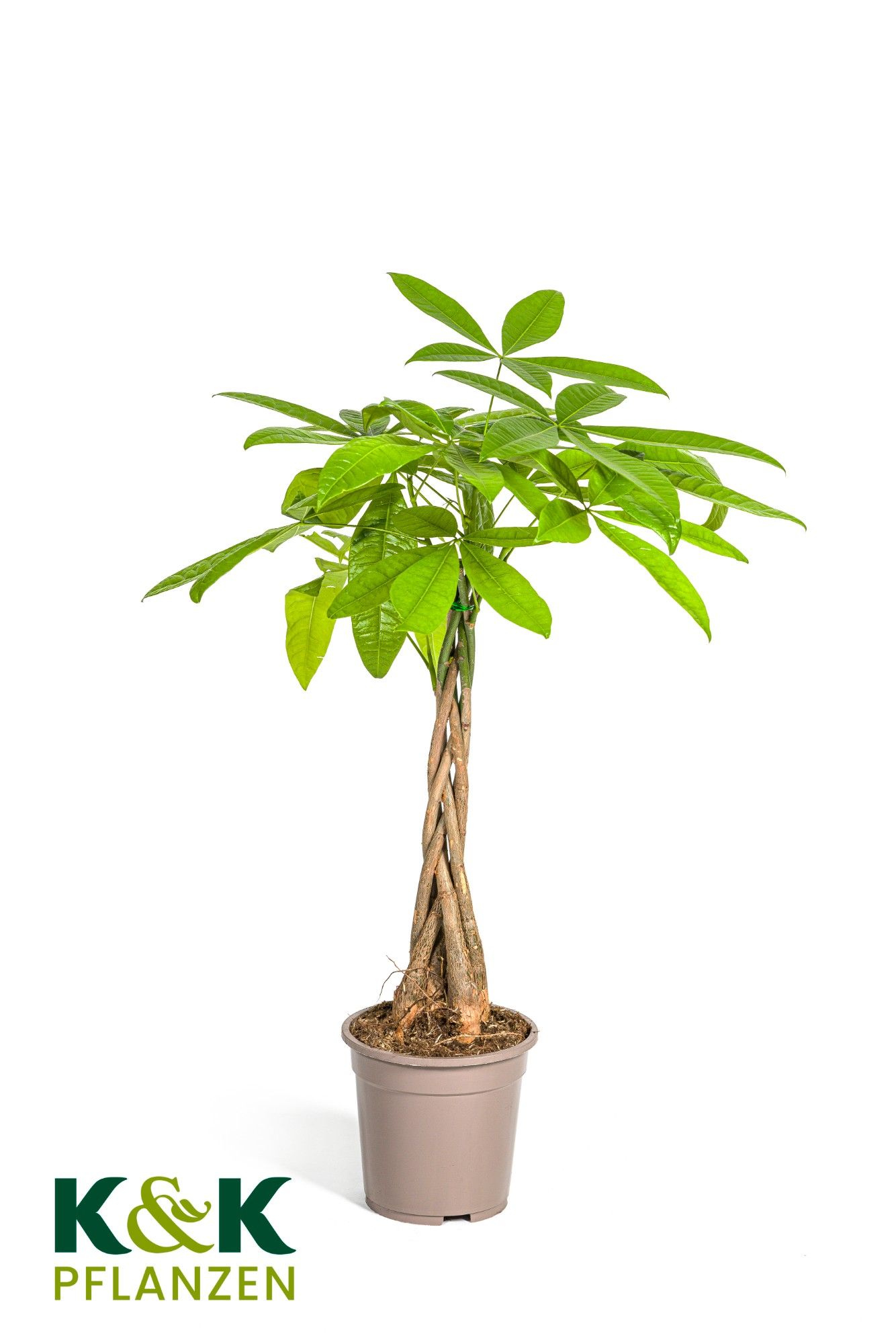 Pachira Fresh Braid T19, D 19