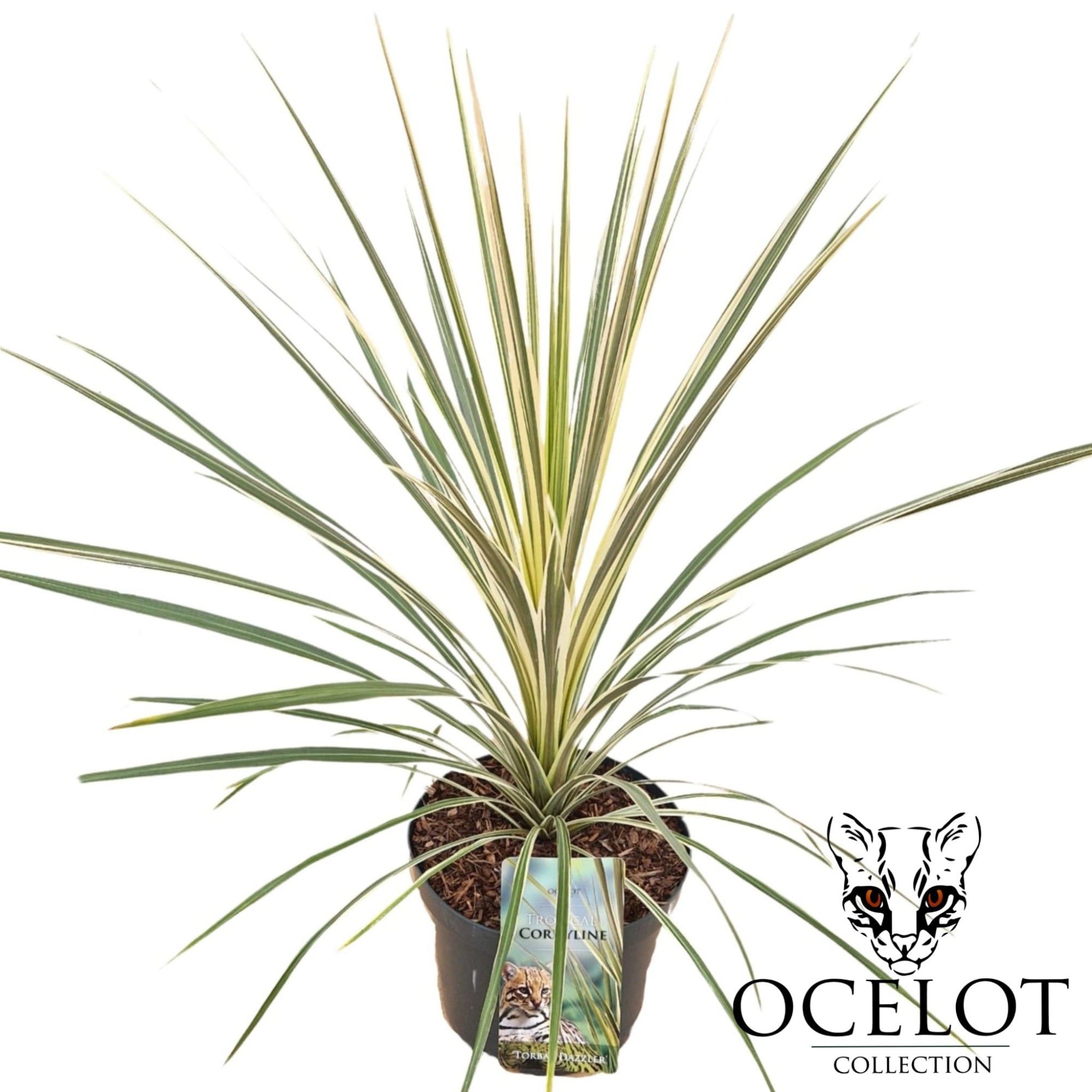 Cordyline australis 'Torbay Dazzler', D 26