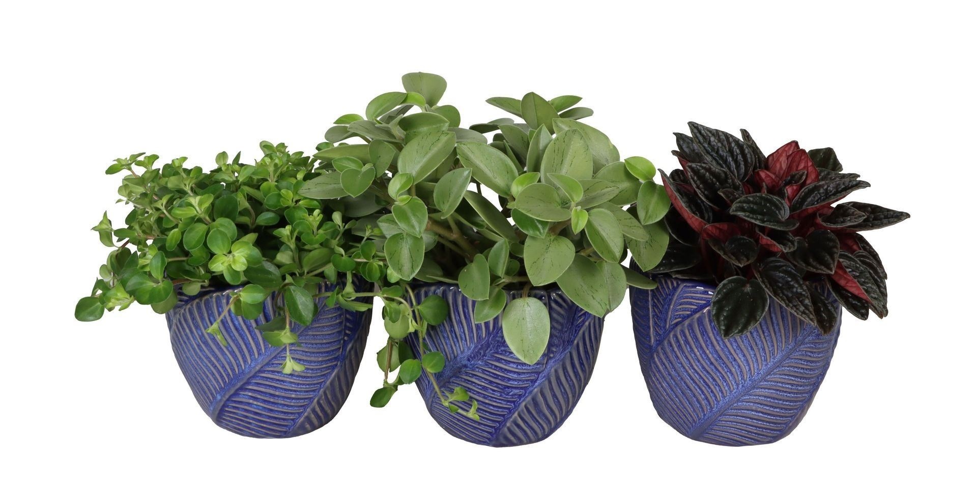 L 67311 with Peperomia Mix 12 cm, D 12