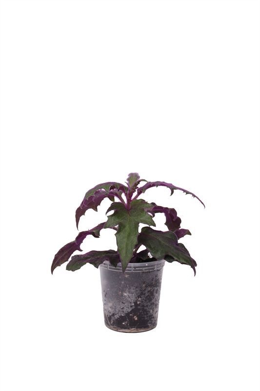 Gynura p06 aurantiaca purple passion, D 6