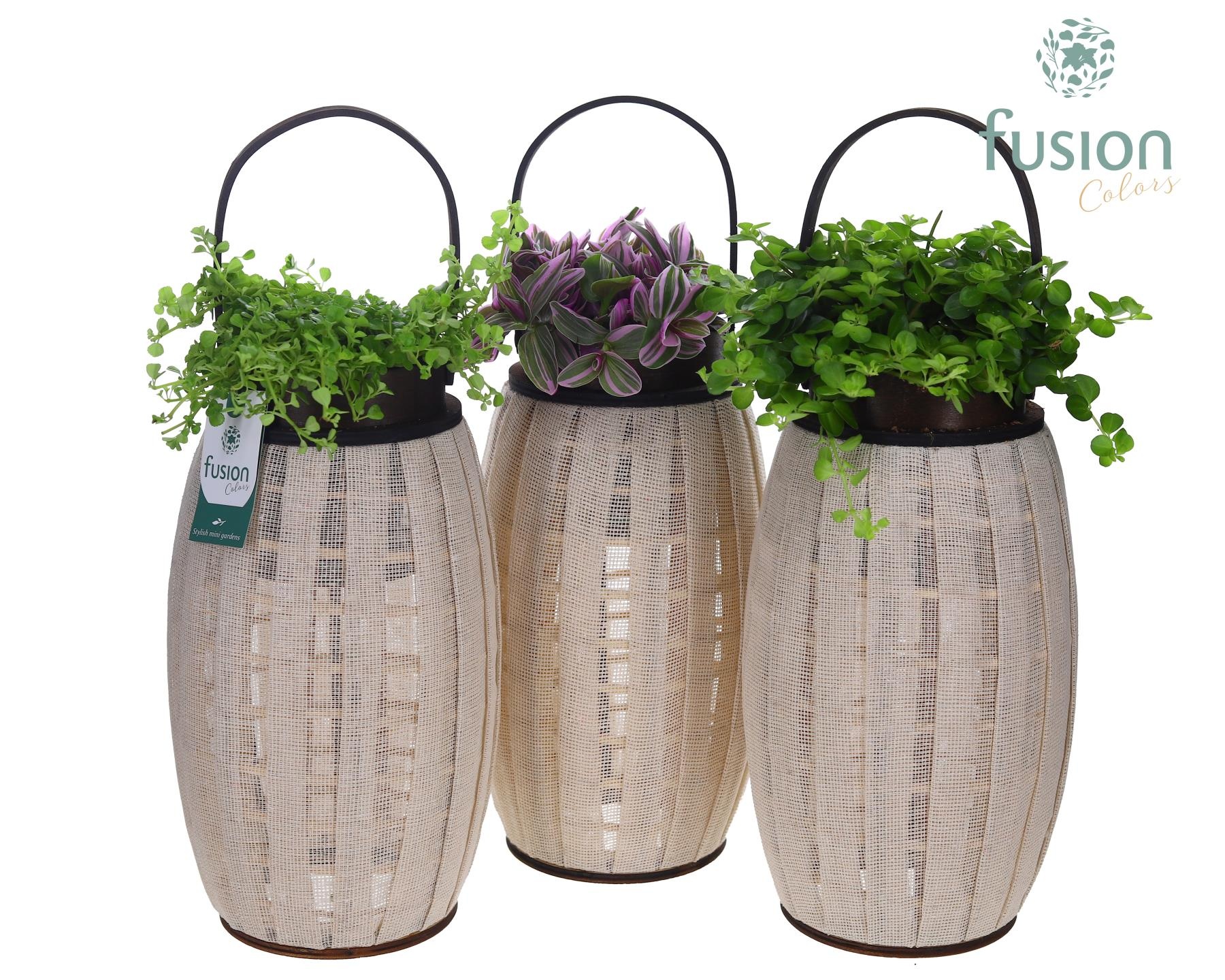 Houten Lantaarn met groene planten mix, D 23