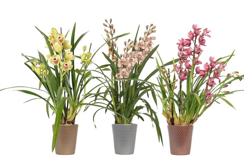 Zoe p12 honeycomb luxury mix Cymbidium mix 3T15+, D 12