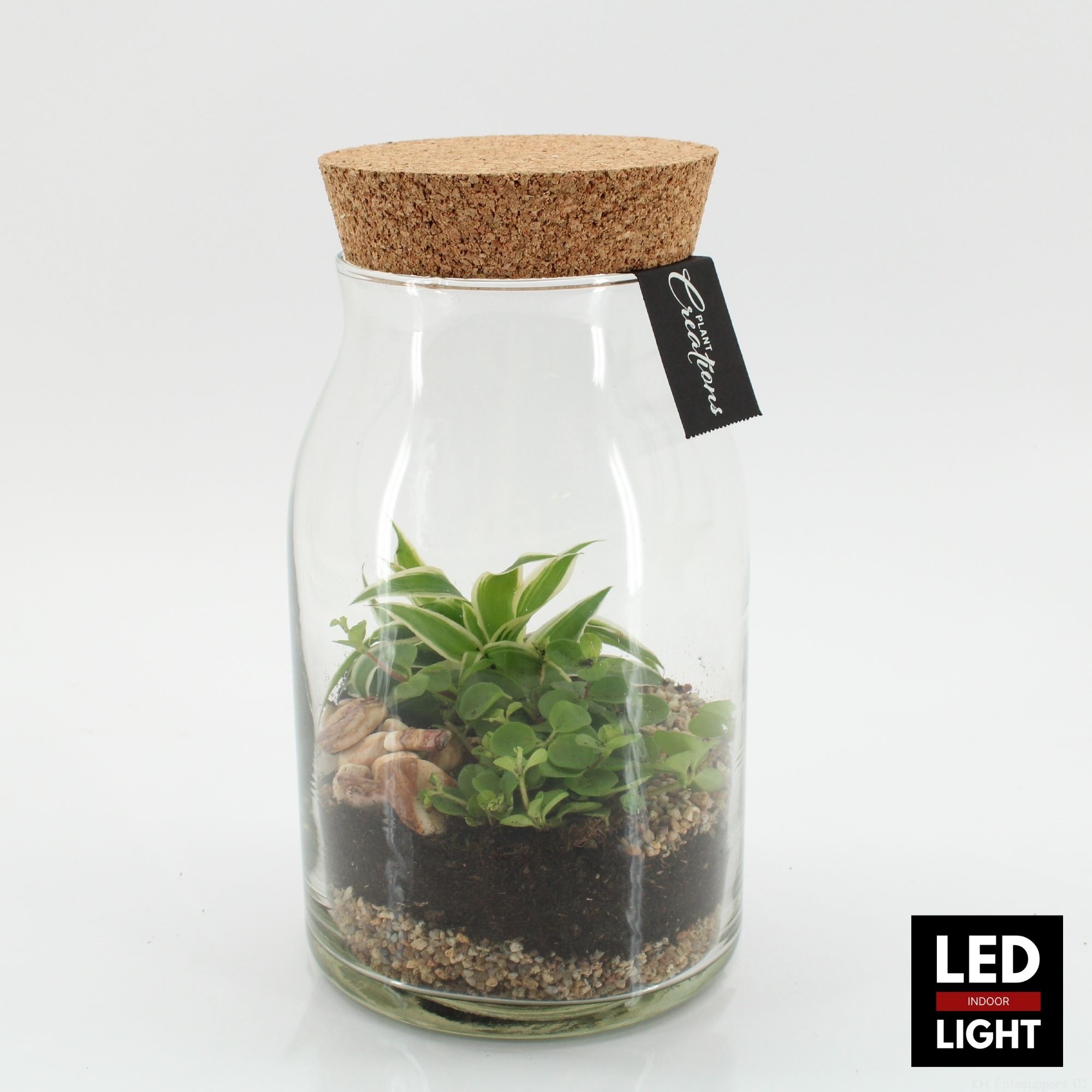 GRCR-2650 Green Essentials terrarium, D 15