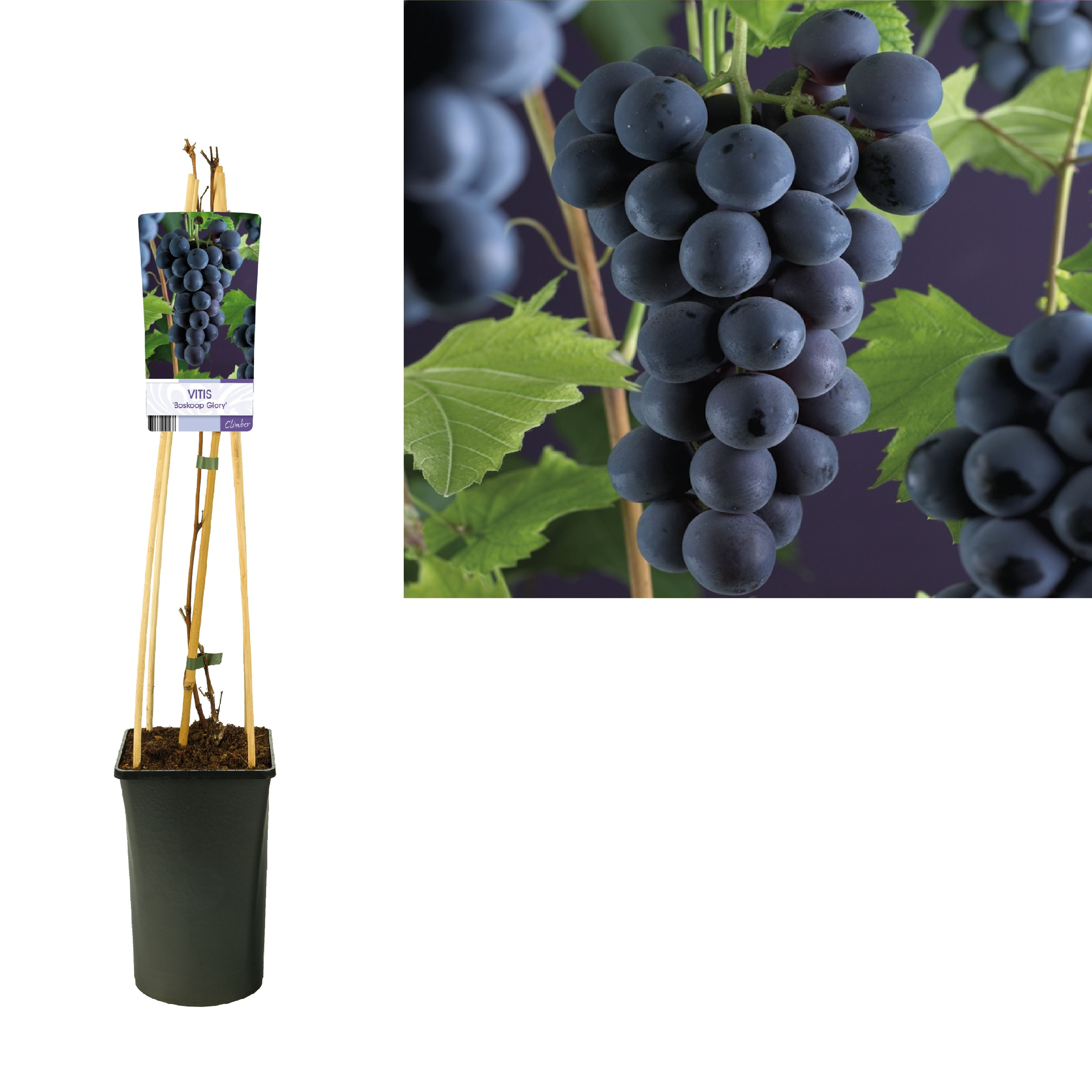 Vitis 'Boskoop Glory' +light label, D 17 cm Vitis 'Boskoop Glory' +light label, D 17 cm