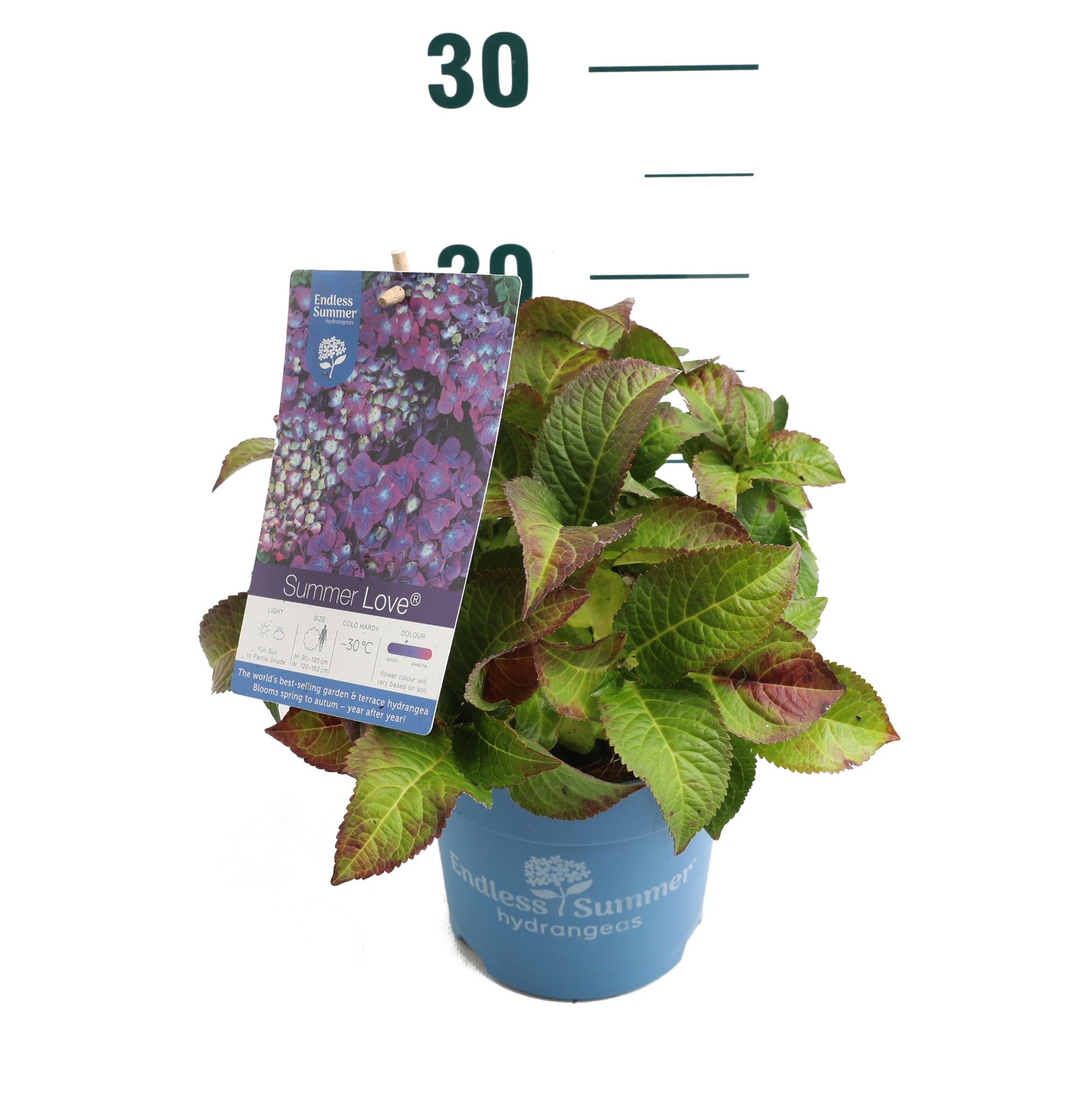 Hydrangea 'Summer Love Purple' - P14 - Endless Summer, D 14 cm