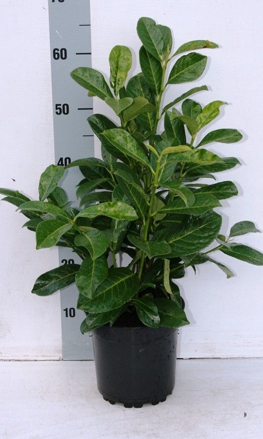 Prunus laur. 'Rotundifolia', D 23
