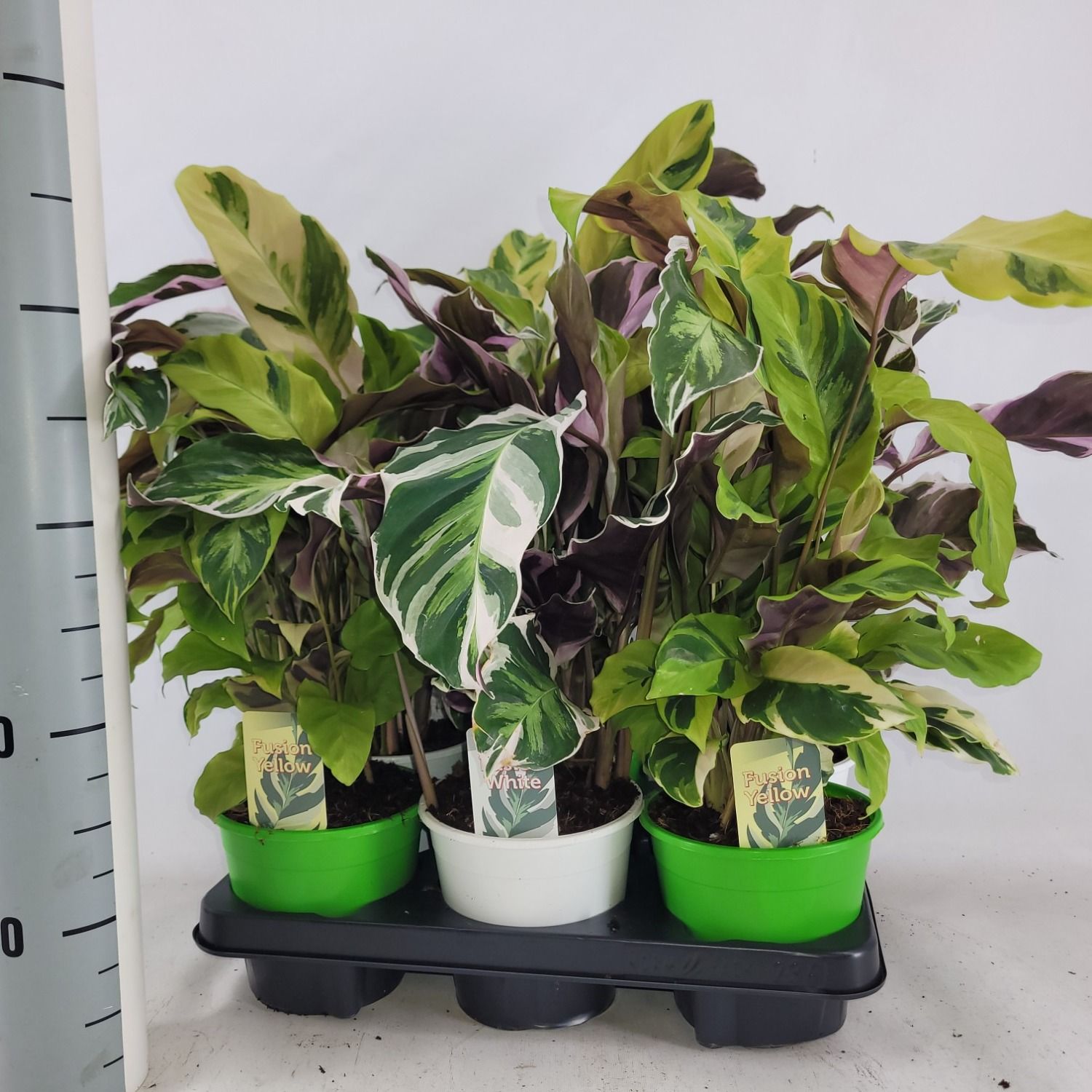 Calathea Fusion mix White /Yellow, D 14