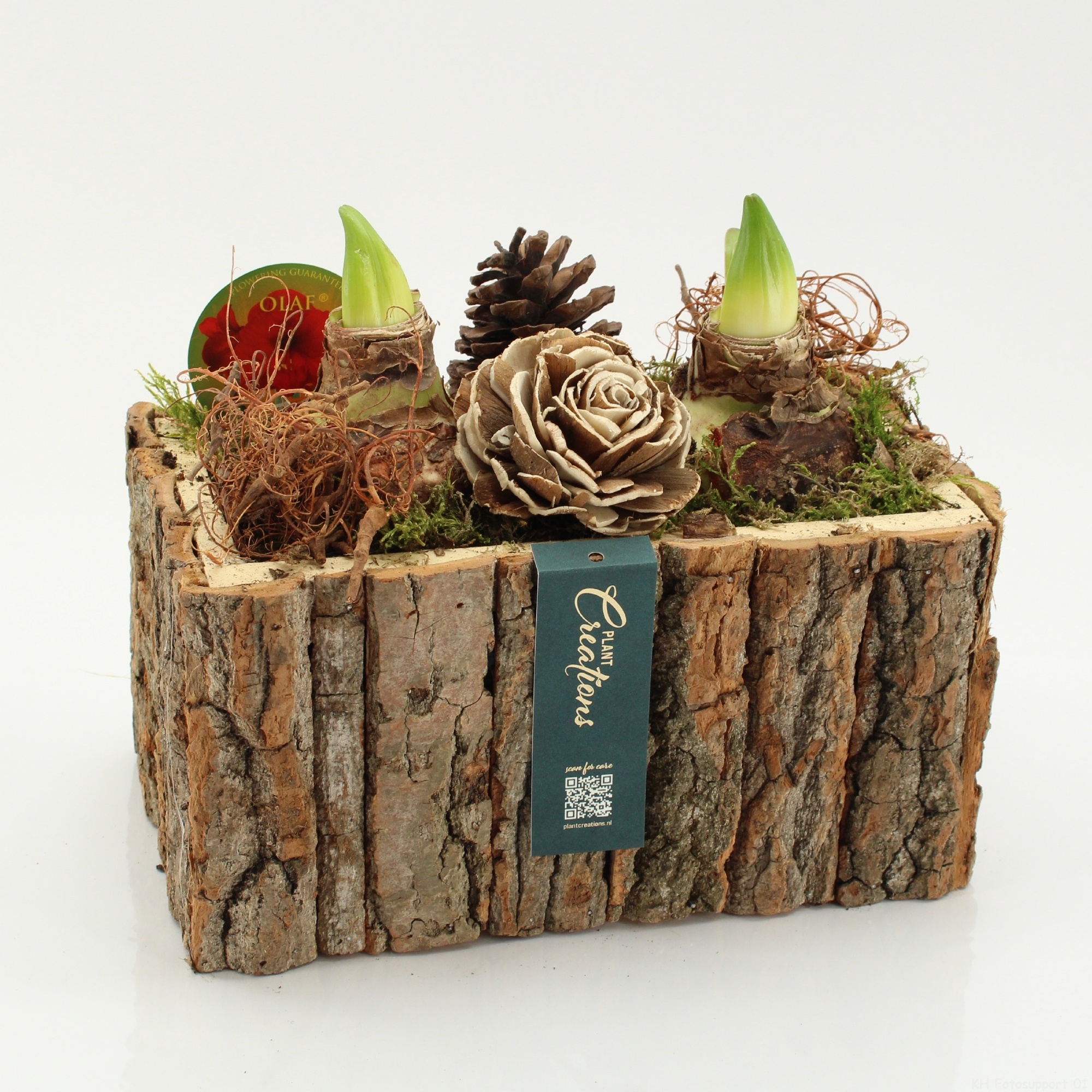 HACR-2613R Autumn Amaryllis, D 26