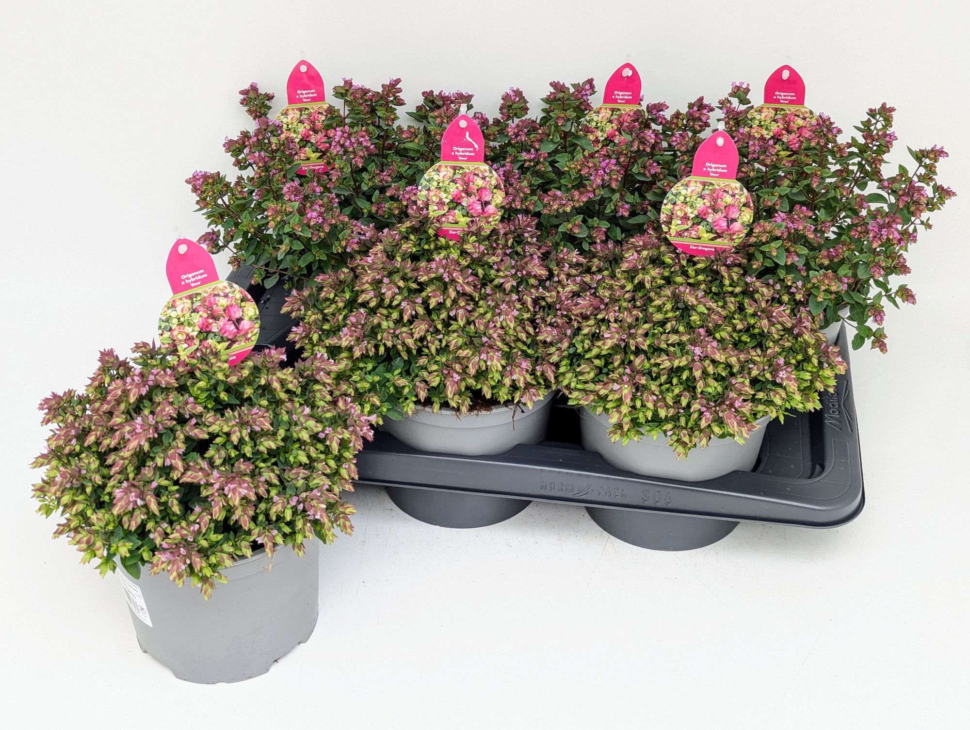 Origanum Deco T17, D 17