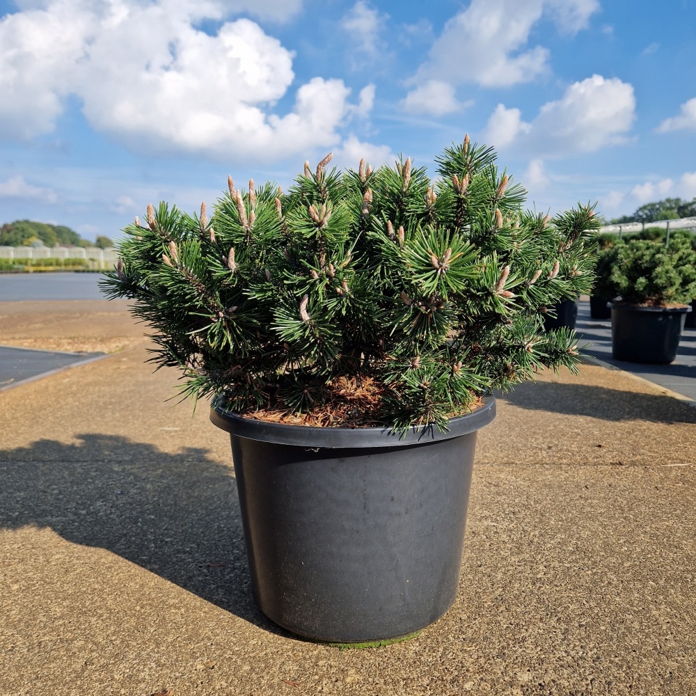 Pinus mugo 'Humpy', D 31 cm