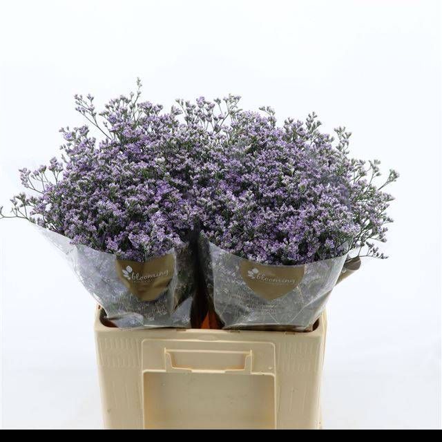 Лимониум Юта Блю 60, шт.