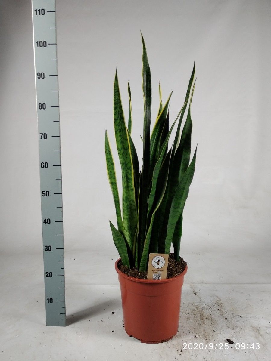 Sansevieria trifasciata 'Laurentii' 90cm, D 30
