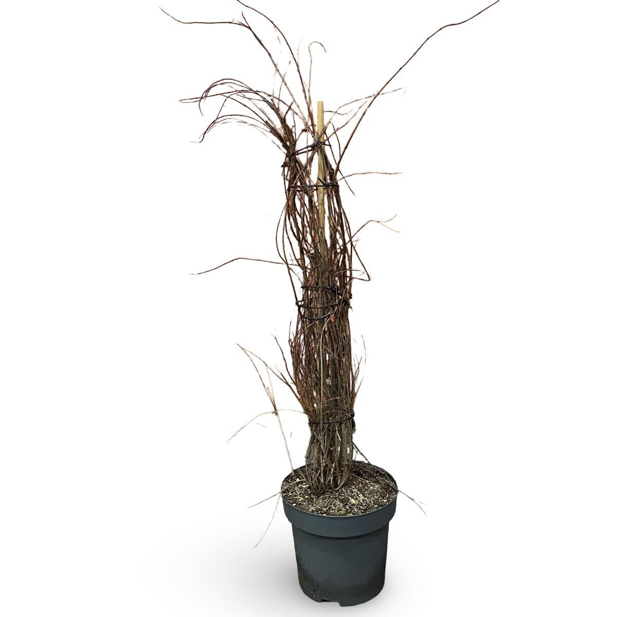 Kolkwitzia amabilis 'Pink Cloud', D 32