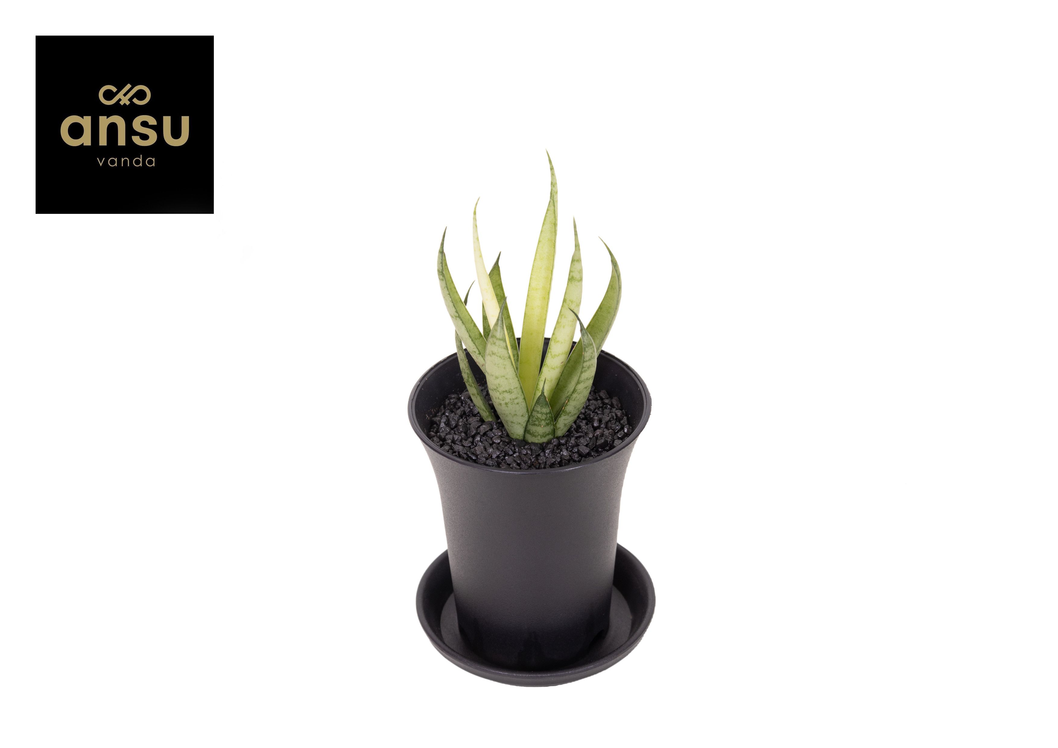 Sansevieria Comet Chrysanta Lemon in sierpot, D 7,5 cm Sansevieria Comet Chrysanta Lemon in sierpot, D 7,5 cm