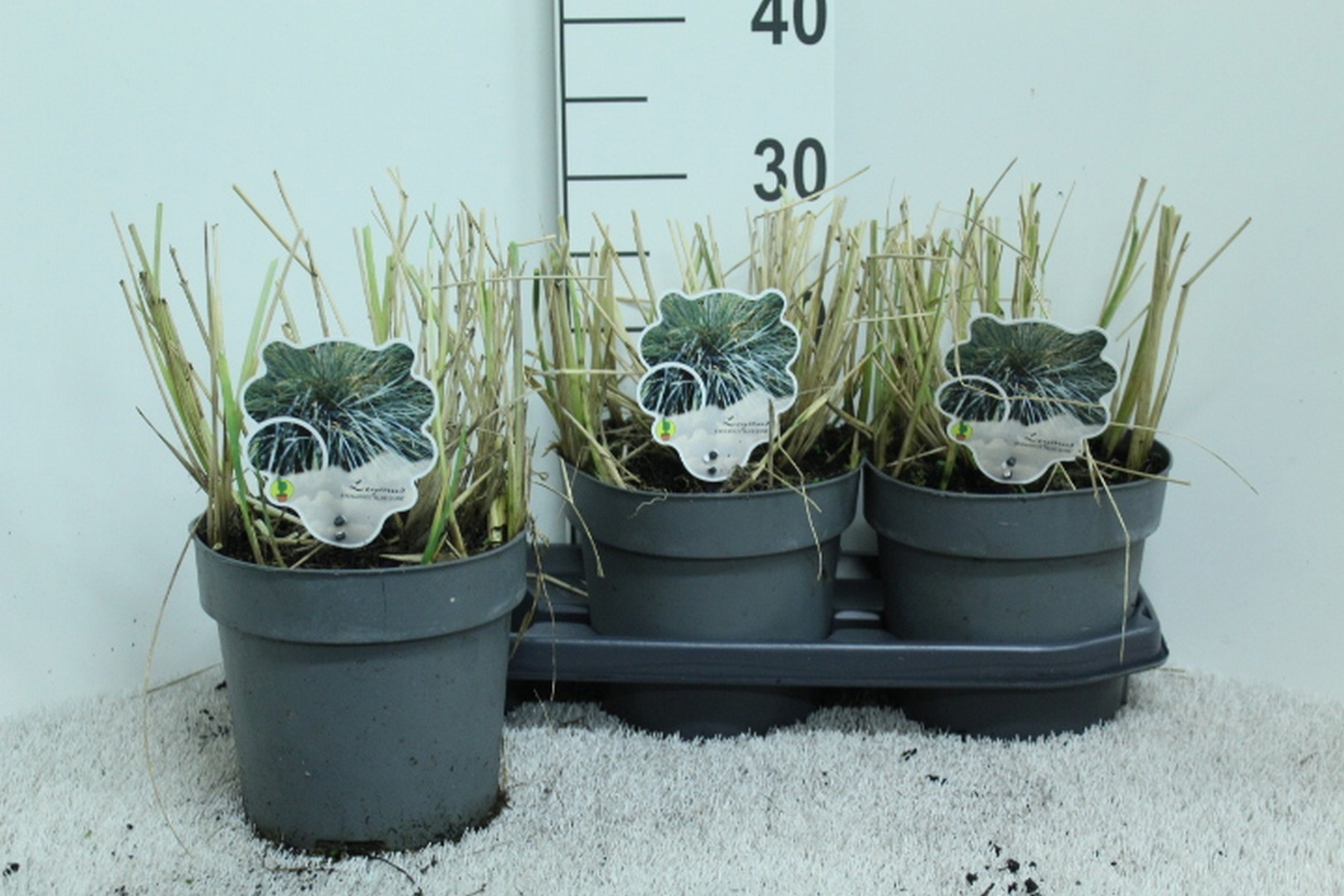 Leymus arnenarius 'Blue Dune' P19, D 19