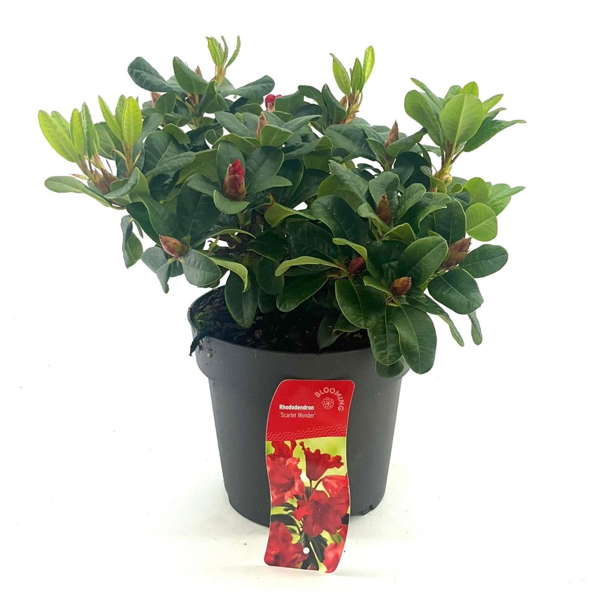 Rhododendron (F) 'Scarlet Wonder', D 21