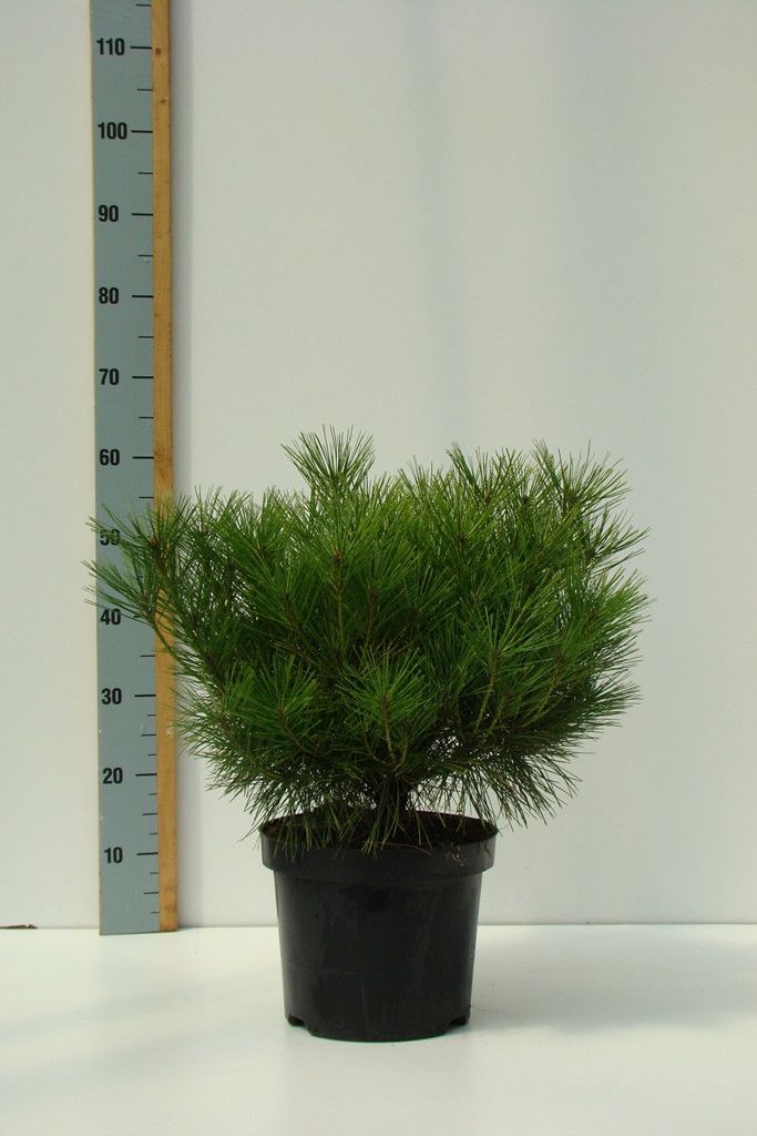 Pinus densiflora 'Alice Verkade' C 7 30-40, D 27