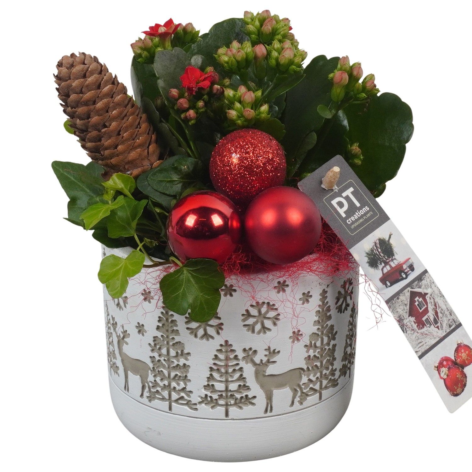 PTCHR7303 Arrangement Christmas Red in beton pot, D 11 cm