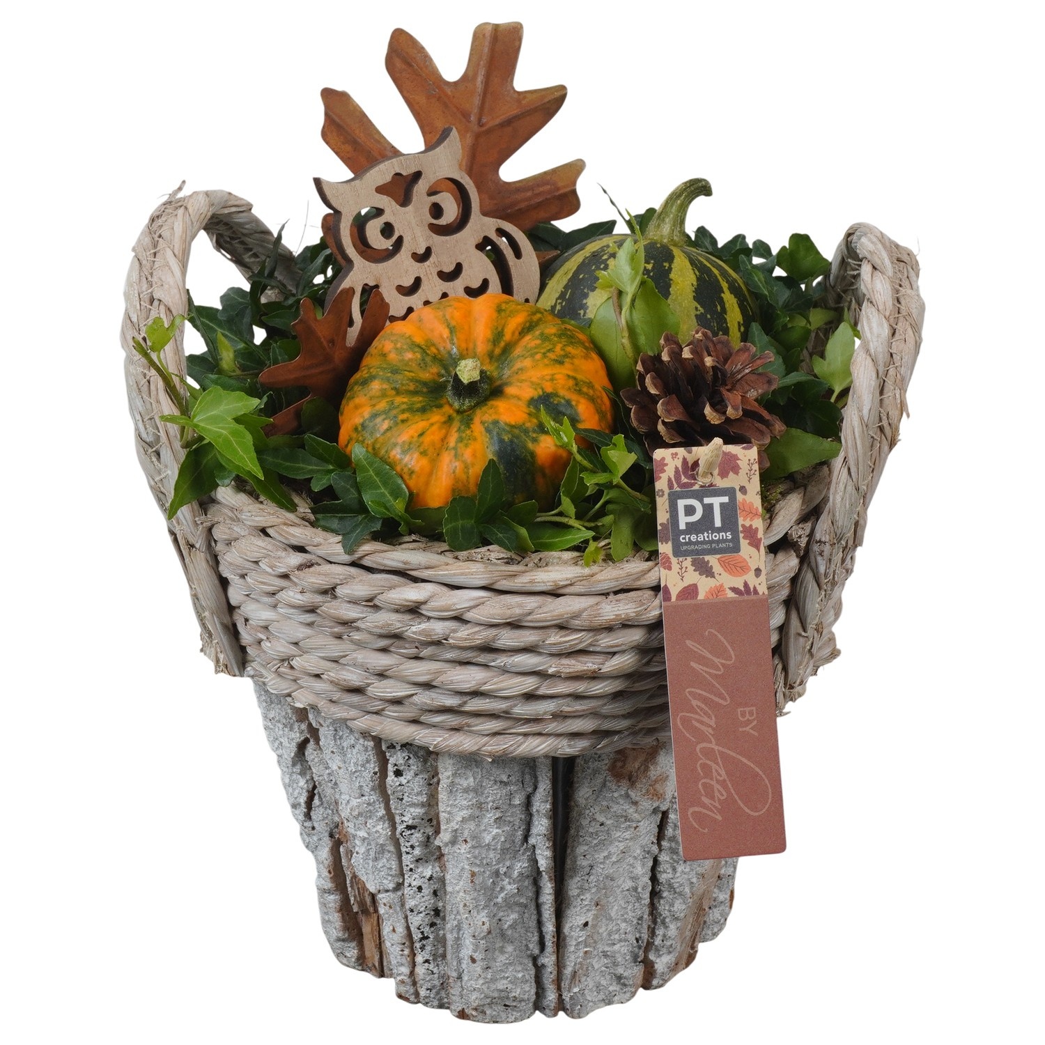 PTSF8238 Arrangement Kalebas hedera in houten pot, D 20 cm