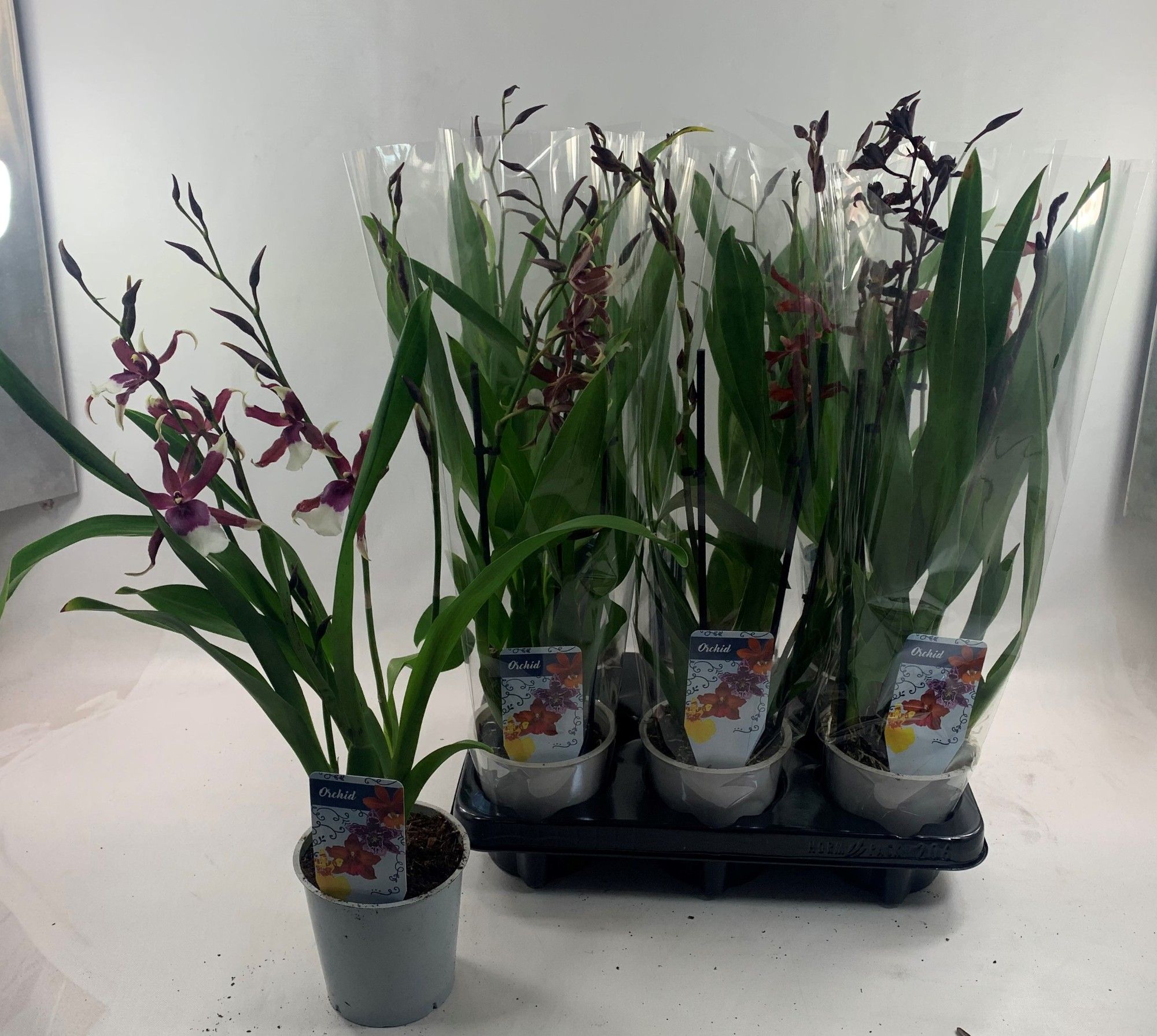 Orchideeënmix 3-tak, D 12