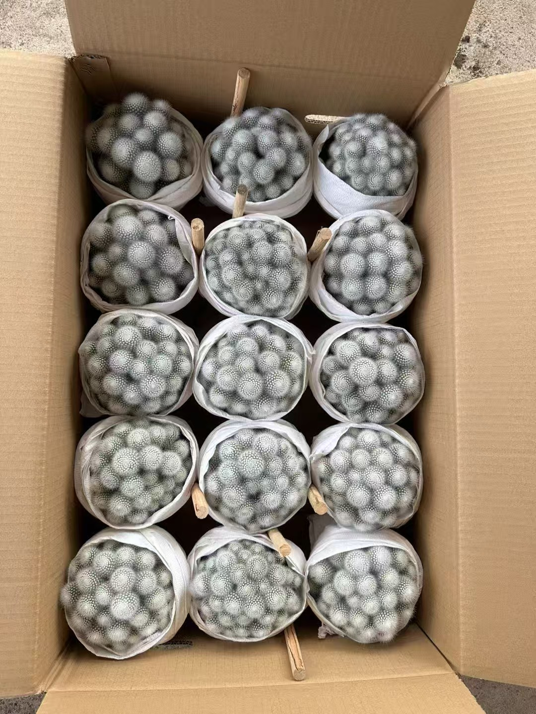 кактус Баи Ксиаодинг 13 15