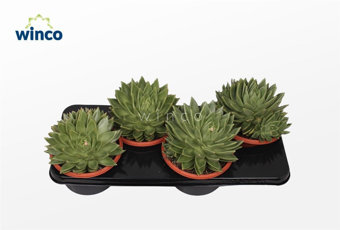 Echeveria Miranda, D 17