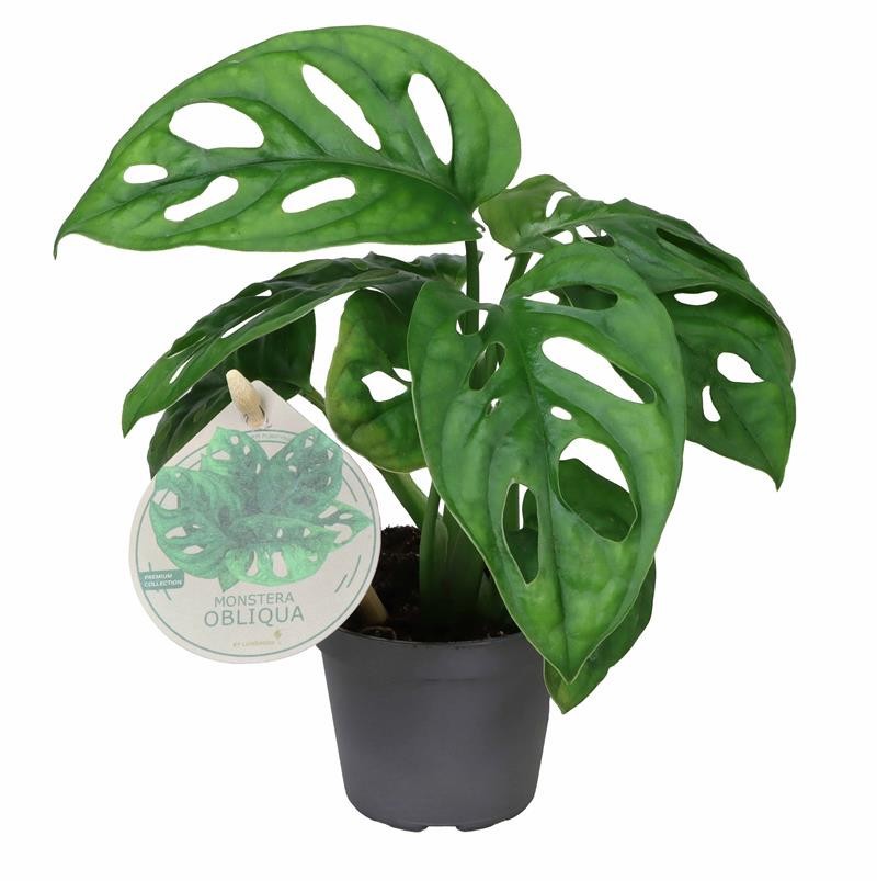 MONSTERA OBLIQUA, D 6