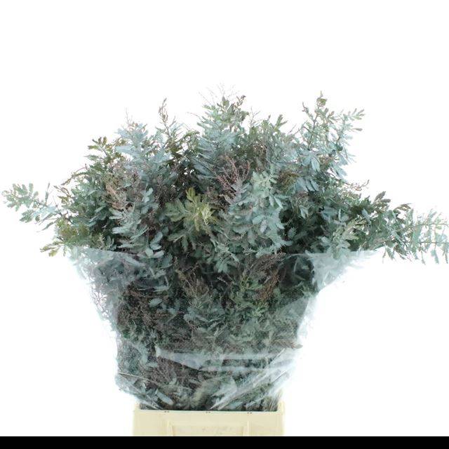 Мимоза Балеана пурпуреа за пучок 60, пуч.