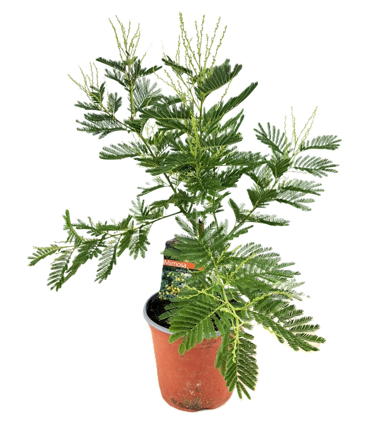 Mimosa acacia dealbata, D 19 cm