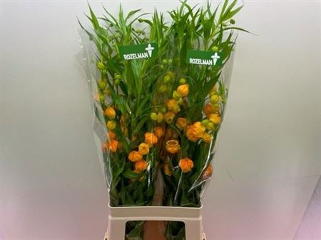 Сандерсония Овериг 80, шт.