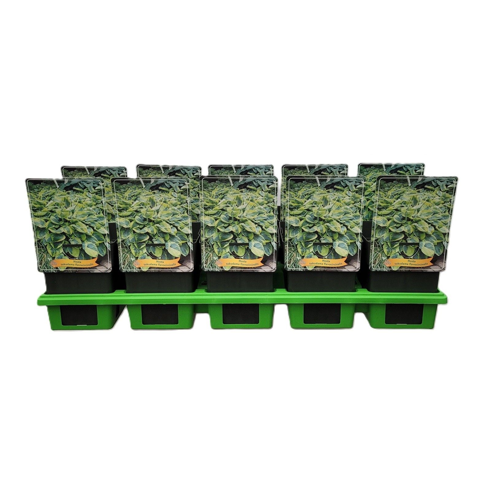 Hosta tokudama flavocircinalis P11, D 11