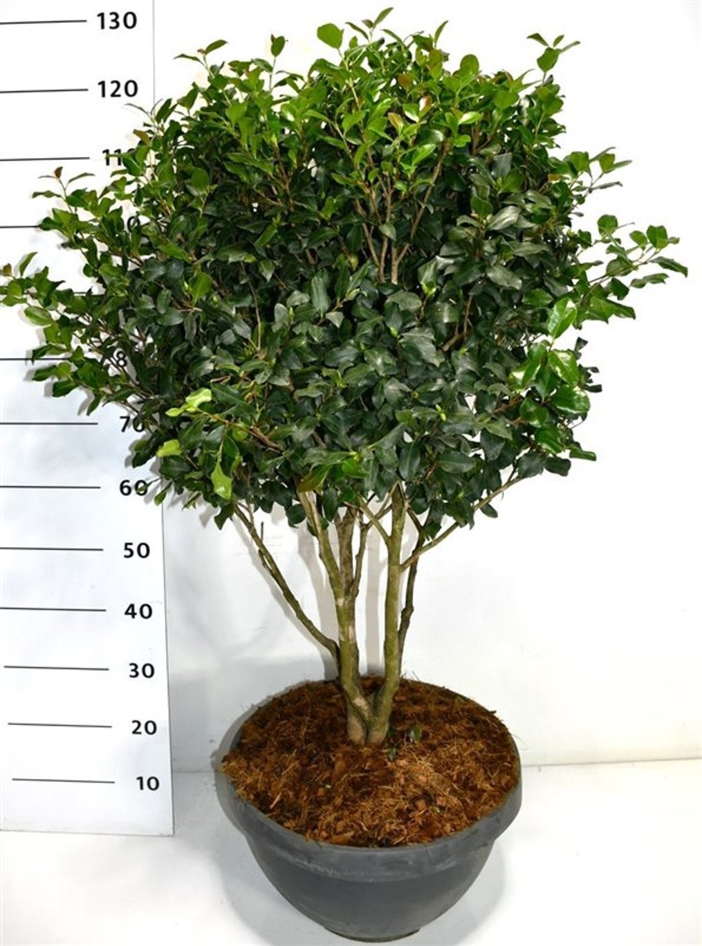 Camellia sasanqua, D 38 cm