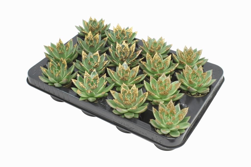 Miranda + gold Natureglit® points, D 6 cm