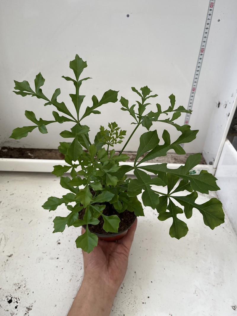 CUSSONIA SPICATA, D 12 cm