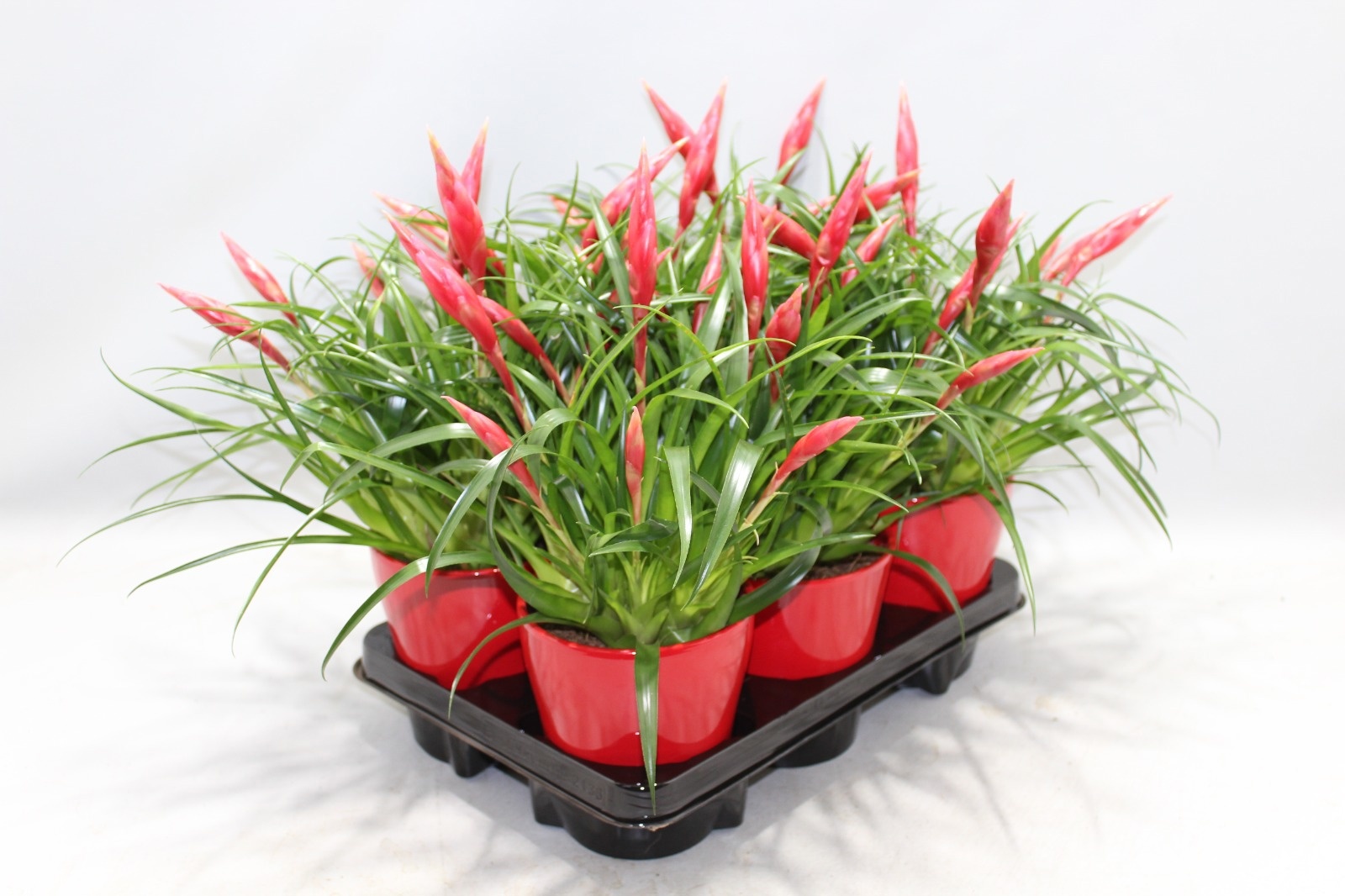 Vriesea Multiflower Astrid Rood Coco, D 13