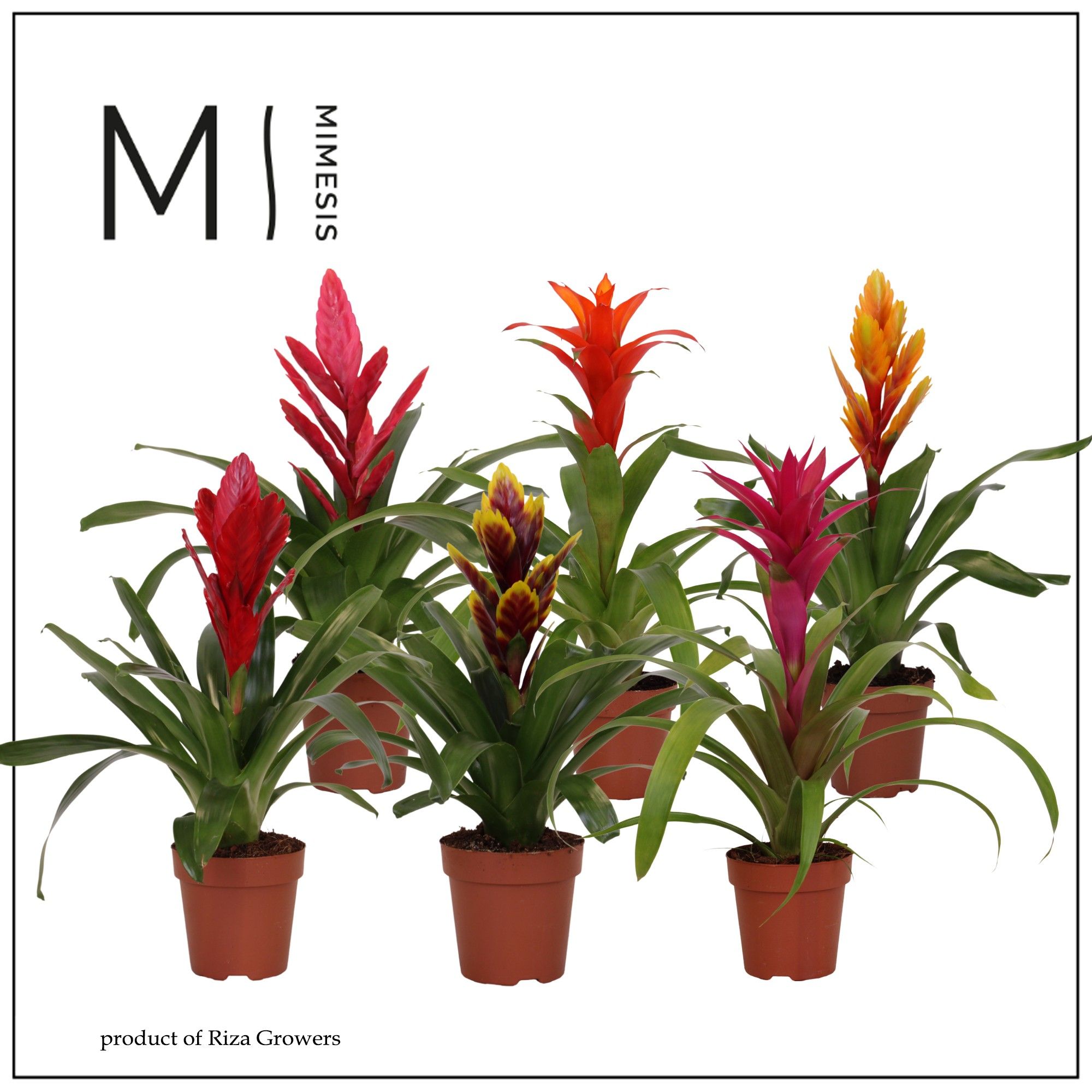 Bromelia Classic - 12cm | Mimesis, D 12