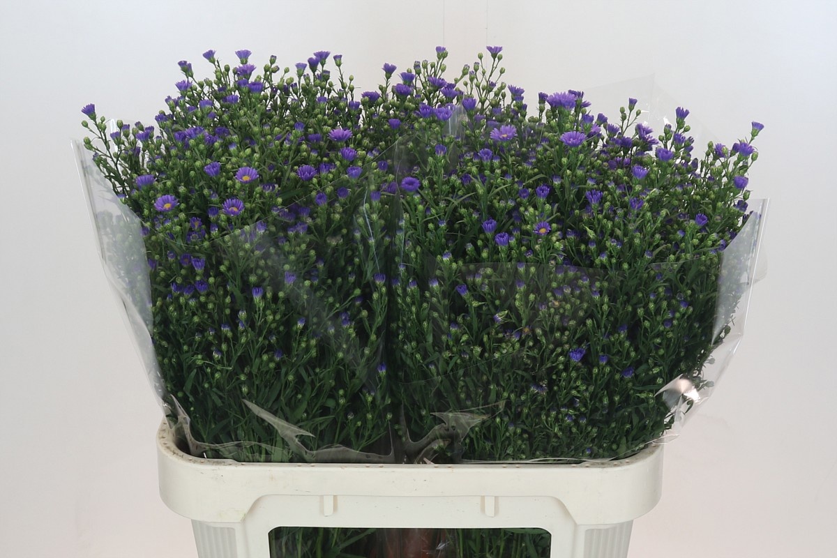 Астер Касамаре 80, шт.