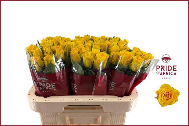 Роза од. Няно! 60, шт.