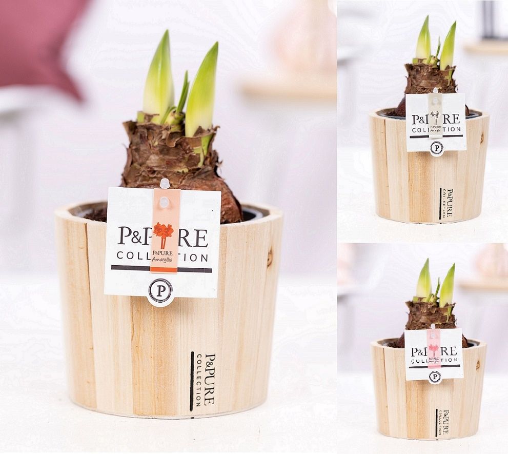 Hippeastrum mix in P&PURE Wood 5, D 12