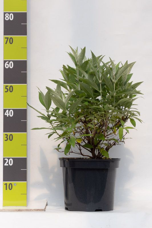 Buddleja 'Butterfly Candy Little Purple' (R) C 4,6, D 23