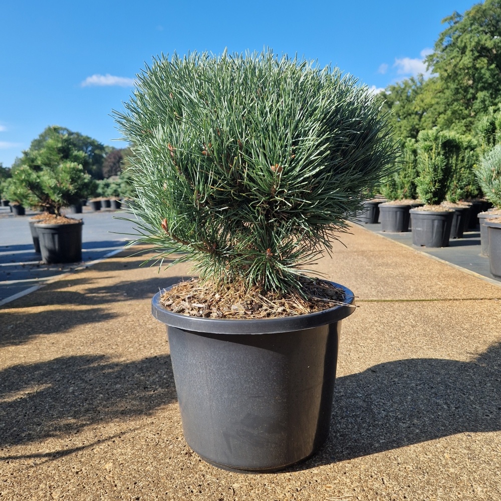 Pinus sylvestris 'Watereri', D 31 cm