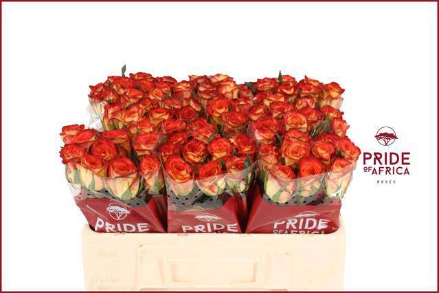 Роза од. Фаефокс 50, шт.