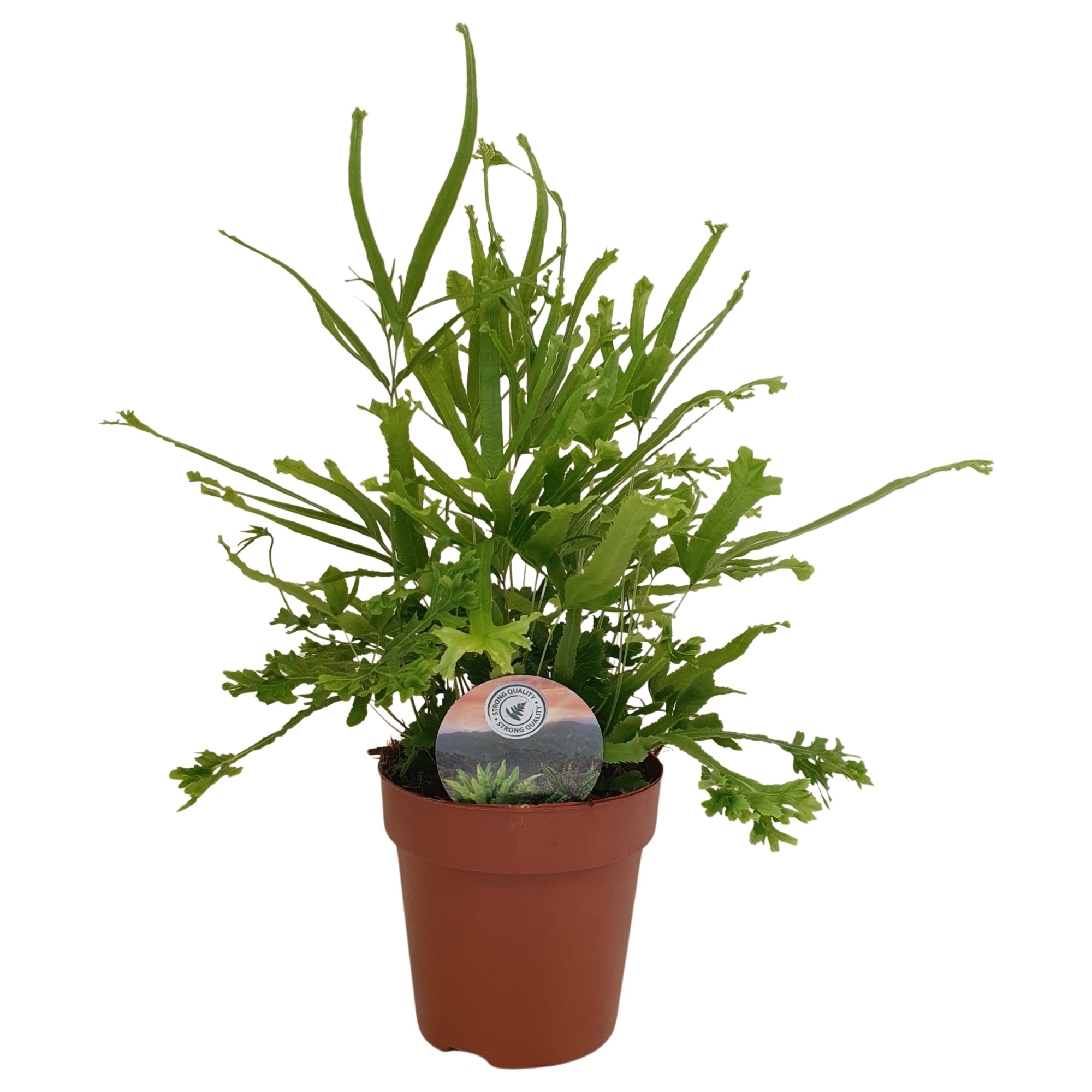 Pteris Roeweri, D 12 cm